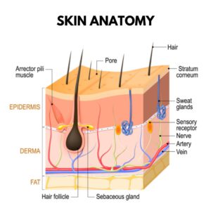 skin anatomy